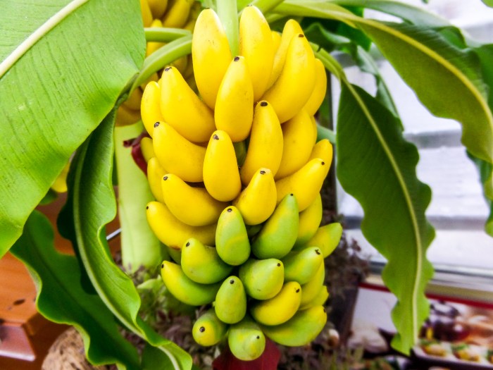 Banana Tree Flowering Plant A Botanical Study