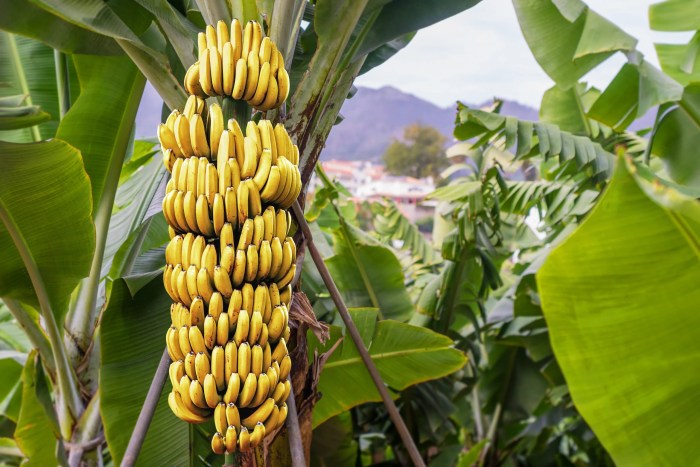 Banana tree flowering plant