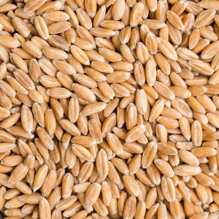 Spelt grain nutrition facts