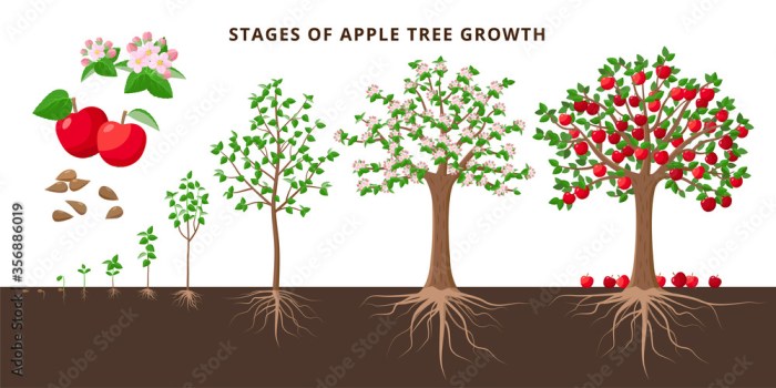 How to grow apple plant from seeds