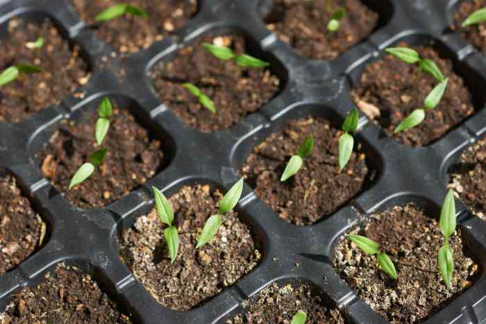 When to plant pepper seeds indoors