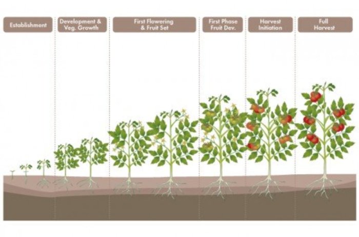 When should i plant tomato seeds