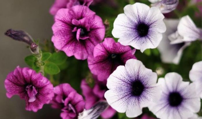 Petunia seeds seed pod saving