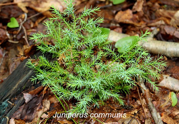 A plant that produces seeds but not flowers