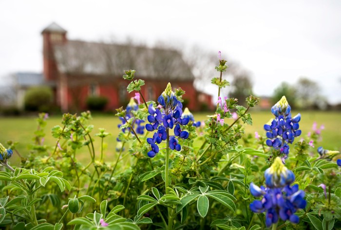 When to plant wildflower seeds zone 5