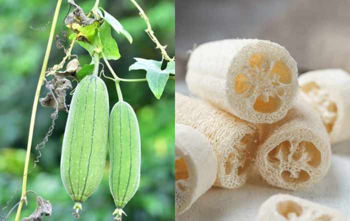 Luffa grow own table seeds strayedtable