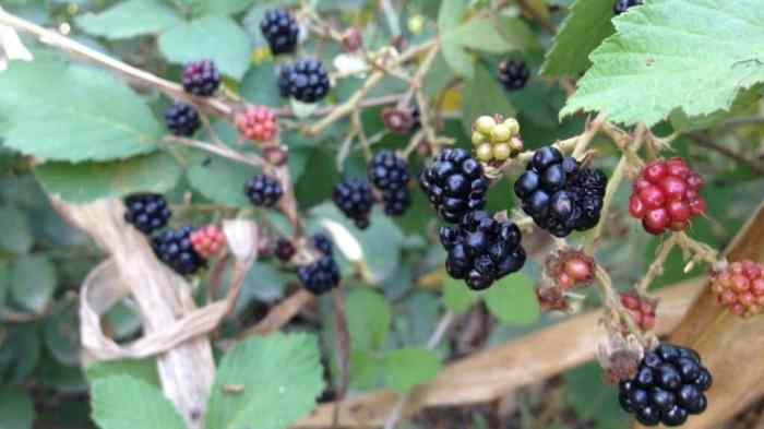 How to plant blackberries from seed