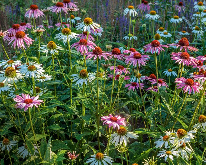 When should i plant wildflower seeds