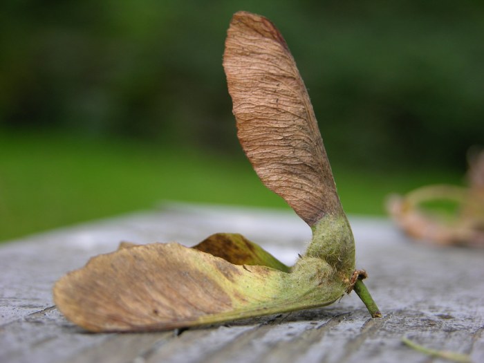 How to plant maple tree seeds