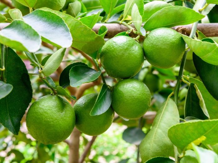 How to plant lime seeds