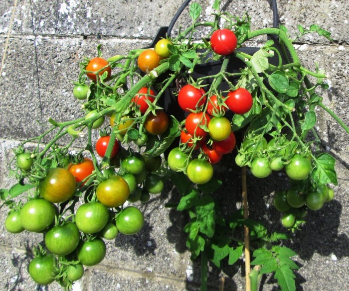 When to plant tomato seed