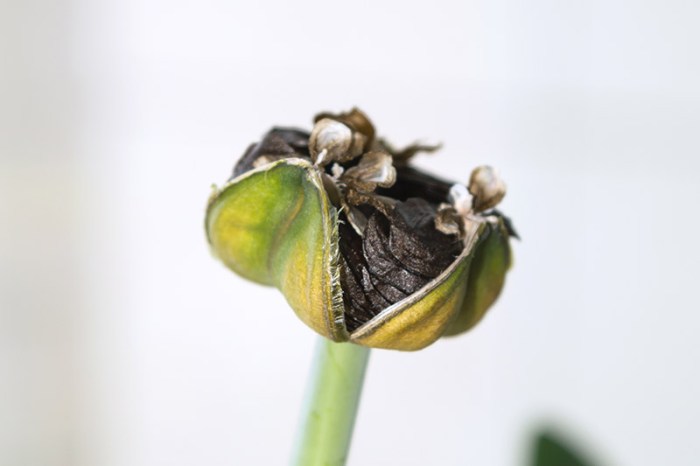 Amaryllis seed grow