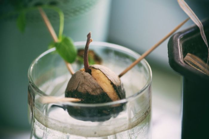 How to plant a avocado seed in water