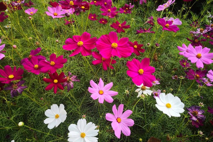 How do you plant cosmos seeds