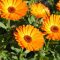 How to Plant Calendula Seeds A Comprehensive Guide