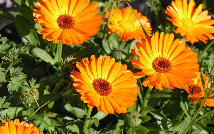 How to plant calendula seeds