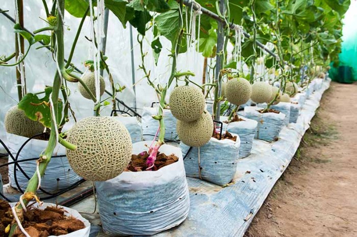 Cantaloupe containers seed grow plant growing container preparation materials tools used