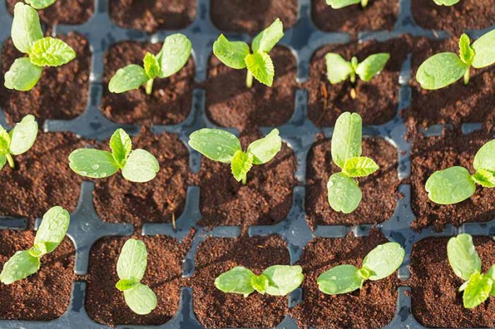 How to plant a cantaloupe seed