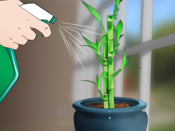 How to plant bamboo seeds