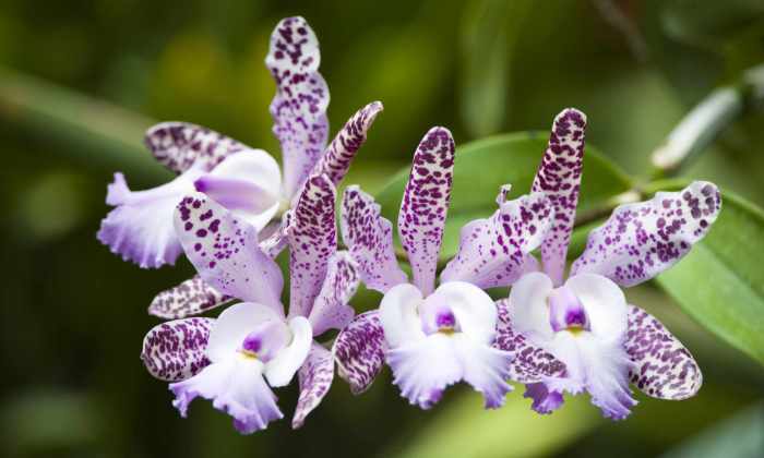 How to plant orchid seeds