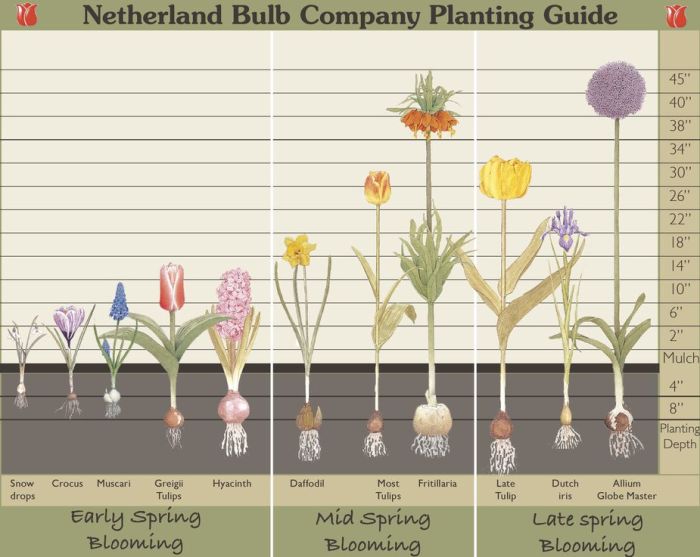 How deep to plant seeds