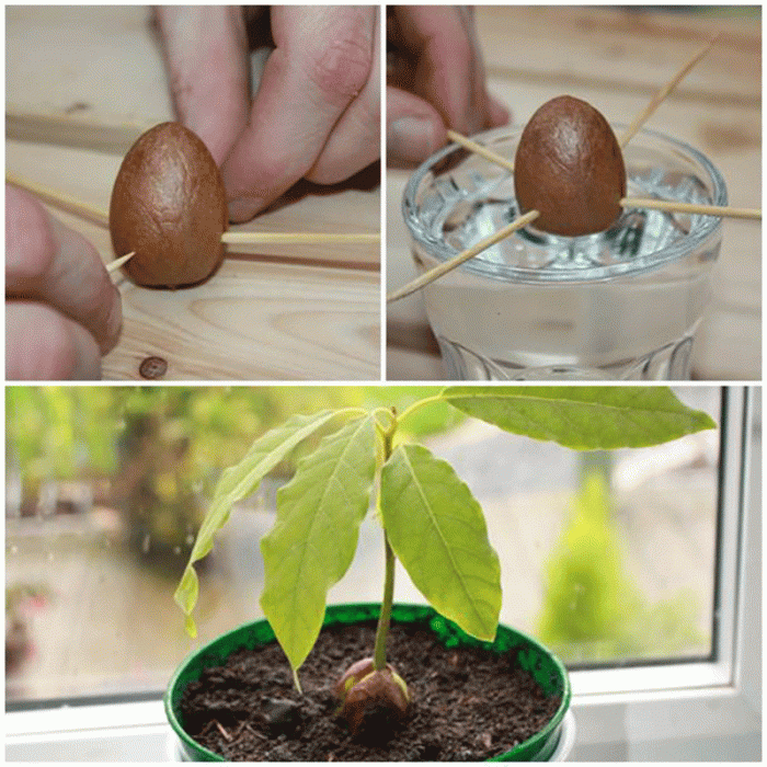 How to plant an avocado seed in dirt