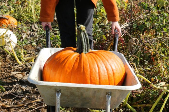 When to plant pumpkin seeds for halloween