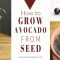 How to Plant an Avocado Seed in Water