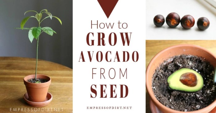 How to plant a avocado seed in water