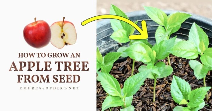 When to plant apple seeds