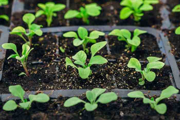 When to plant petunia seeds