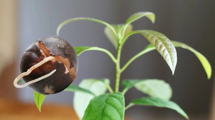 When to plant an avocado seed in soil