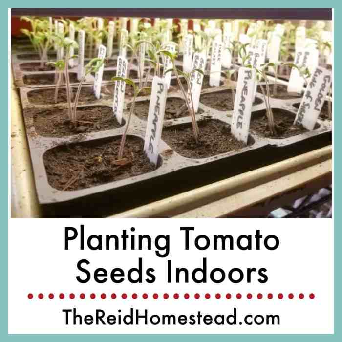 When should i plant tomato seeds