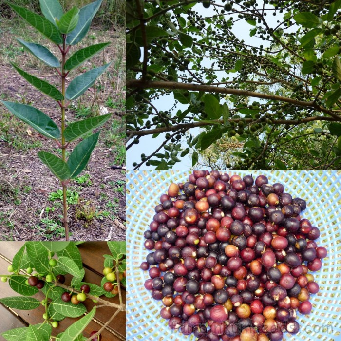 How to plant fig seeds