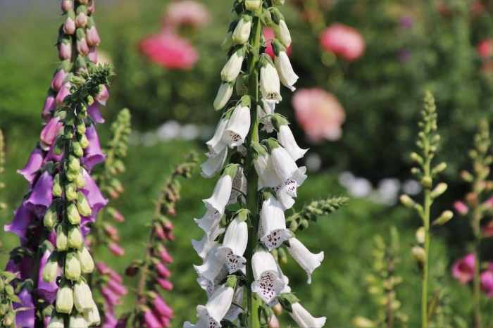 How to plant foxglove seeds