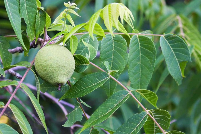 How do you plant a black walnut seed