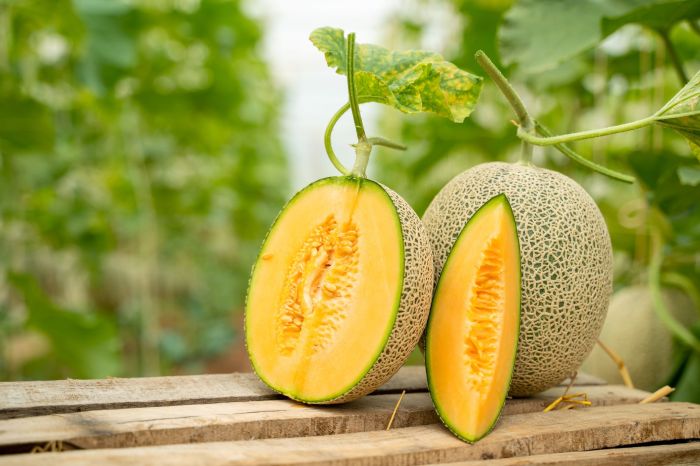 How to plant a cantaloupe seed