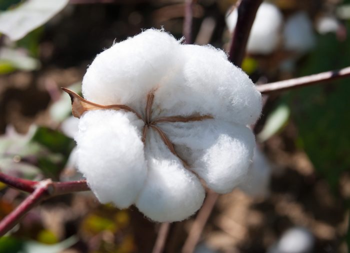 How to grow a cotton plant from seed