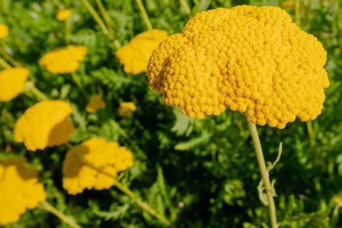 How to plant yarrow seeds