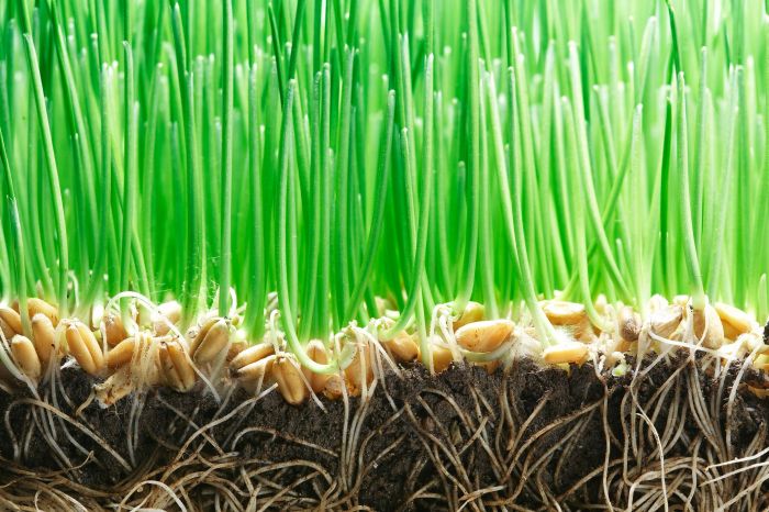 How to plant a lawn with seed