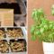 How to Plant Basil from Seeds