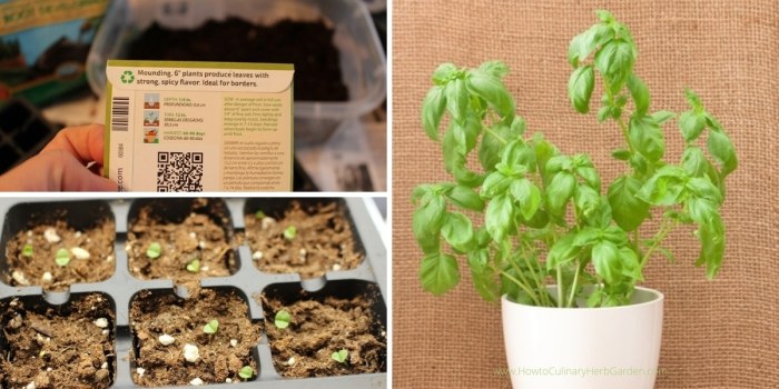 How to plant basil from seeds