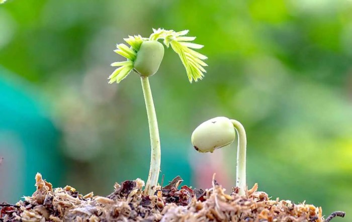 Tamarind seed seeds grow