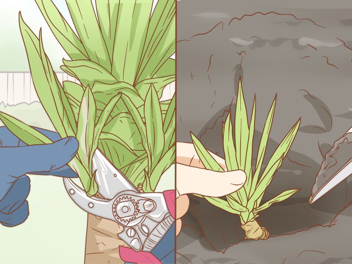 How to grow a yucca plant from seed