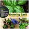 How Do You Plant Basil Seeds?