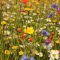 When to Plant Wildflower Seeds Ohio