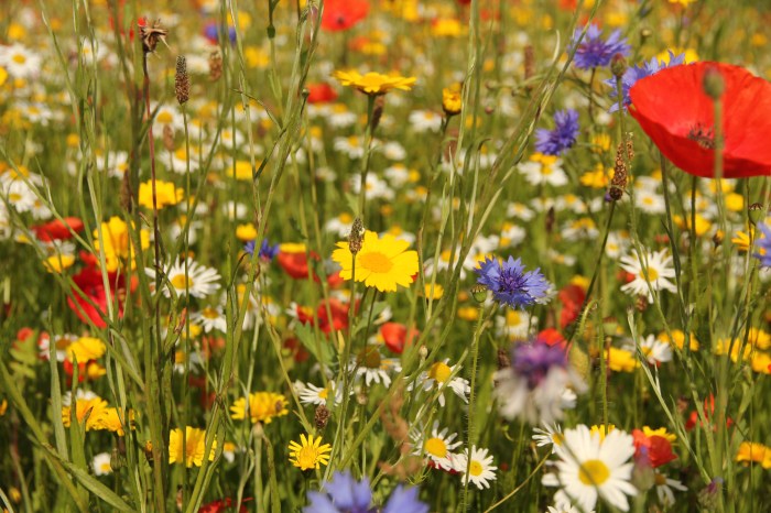 Wildflower seeds