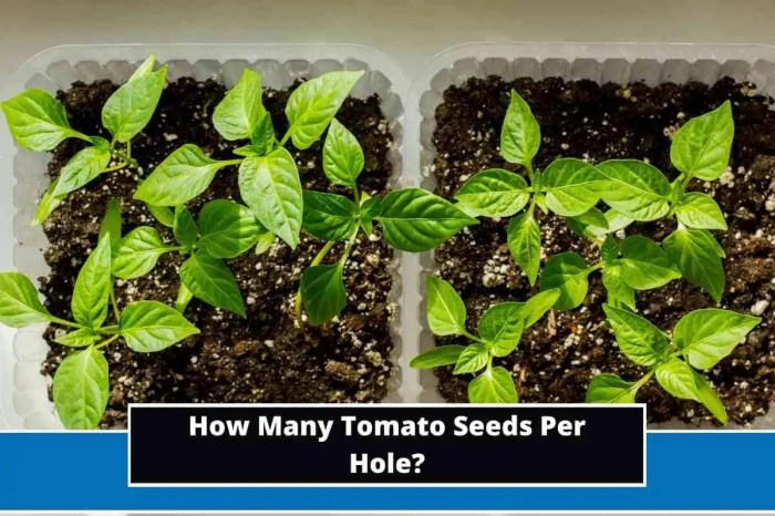 How many seeds do you plant per hole