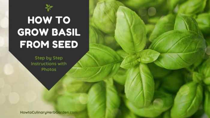 Basil seed grow indoors plant growing instructions contents table