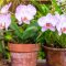 How to Plant Orchid Seeds A Comprehensive Guide